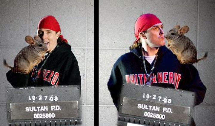 Is Weird AL Arrested? Arrested For Breeding Chinchillas Illegally