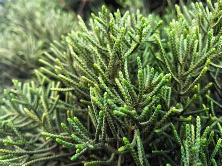 Juniper