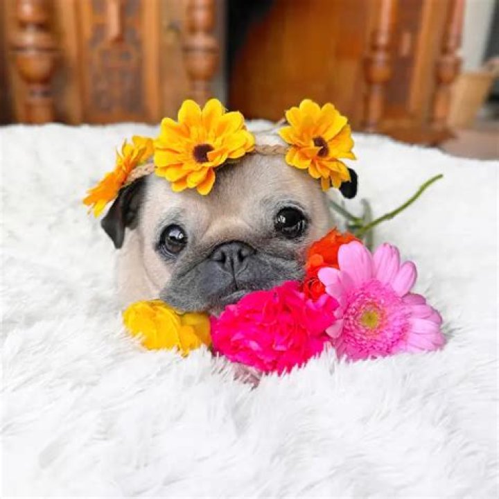 Loulou the Pug